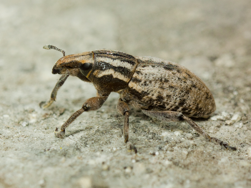 Pseudocleonus cinereus (Schrank, 1781)